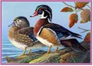 Wood Duck - Entry #16 Federal Duck Stamp Contest 2004