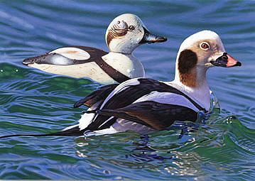 2008 Federal Duck Stamp Contest winner by Joshua Spies