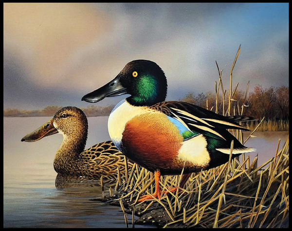 #1 Shoveler