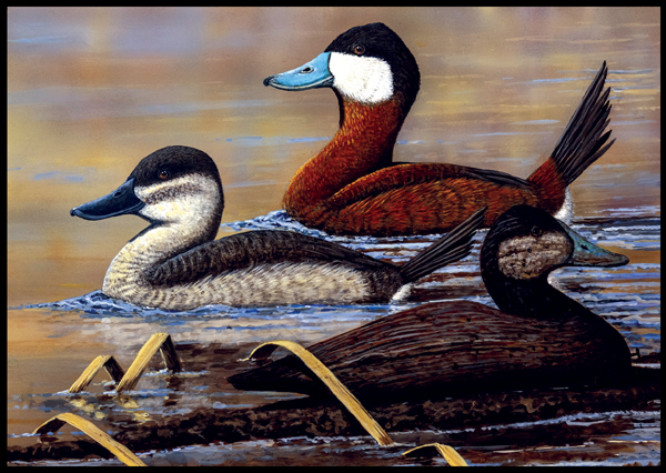 #10 Ruddy Duck