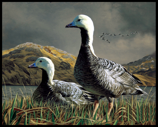 #11 Emperor Goose