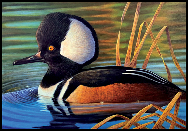 #2 Hooded-merganser