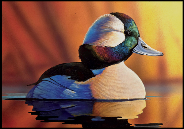 #4 Bufflehead