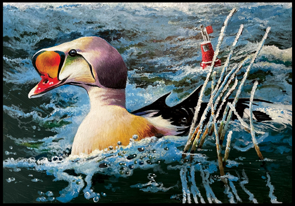 #6 King Eider