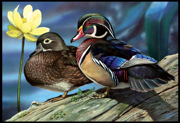 #7 Wood Duck