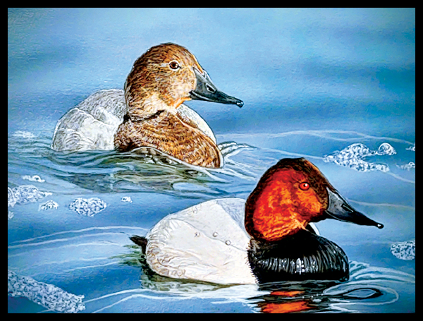 #8 Canvasback
