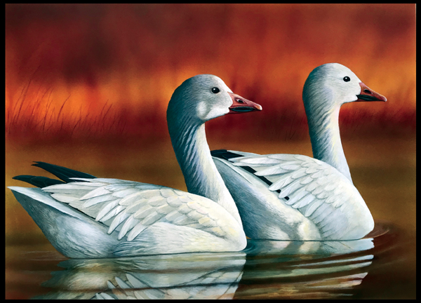 #9 Snow goose