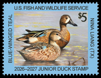 JDS34 Junior Duck